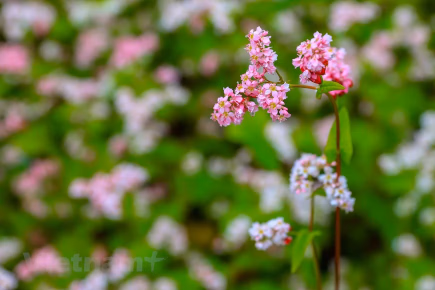 El color de las flores de trigo sarraceno convirtió el paisaje local en un panorama más lírico y poético. (Foto: Vietnam+)