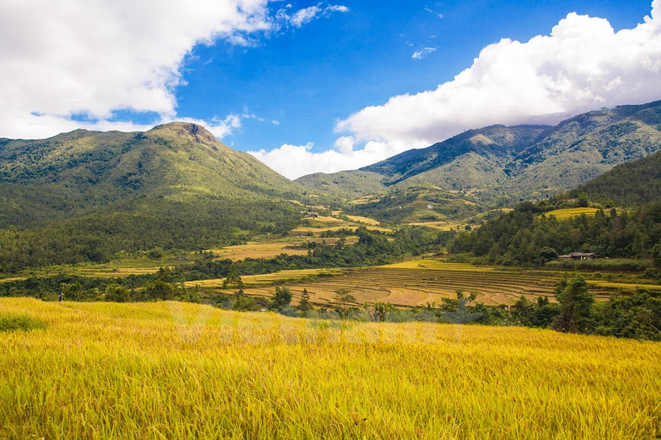 Los bancales de arroz se construyen en laderas de las colinas (Fuente: VNA)