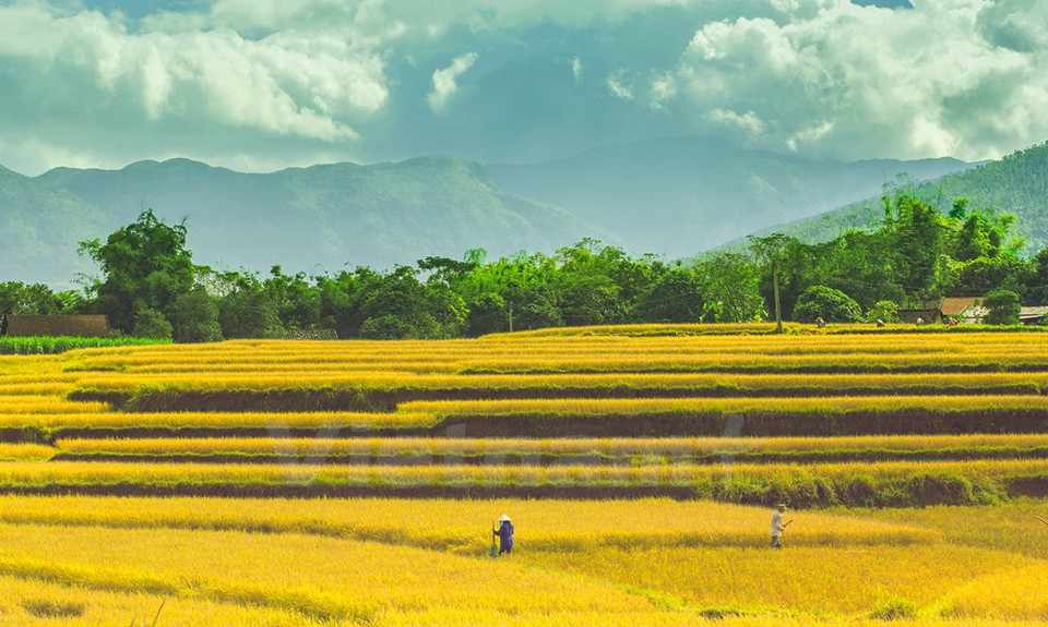 La cosecha comienza en los campos (Fuente: VNA)