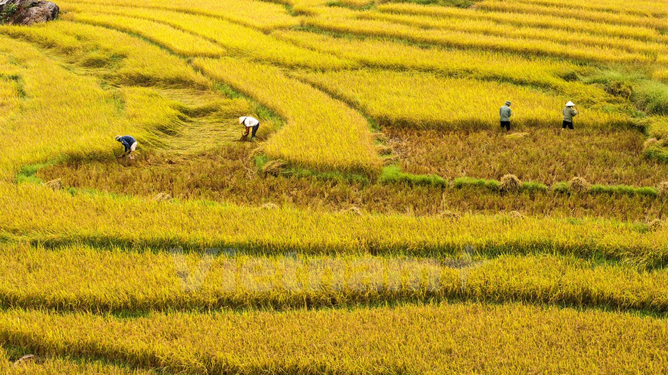 La cosecha comienza en los campos (Fuente: VNA)