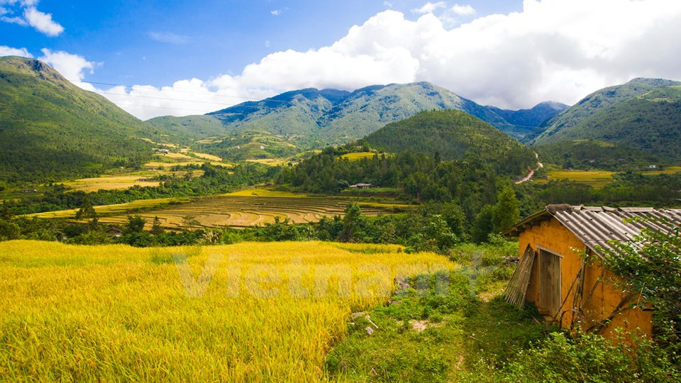 Bajo el sol los arrozales aparecen hermosos como en un cuadro (Fuente; VNA)