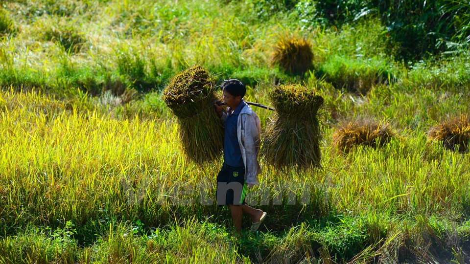 En un parcela cosechada (Fuente: VNA)