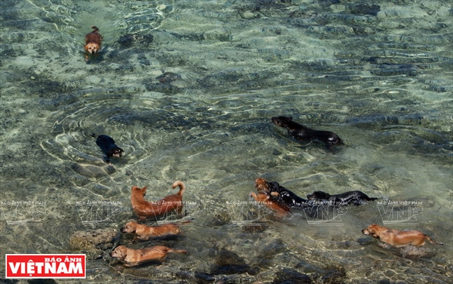 Perros en la isla de Co Lin.