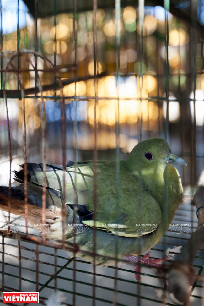 Un pájaro traído desde el continente.