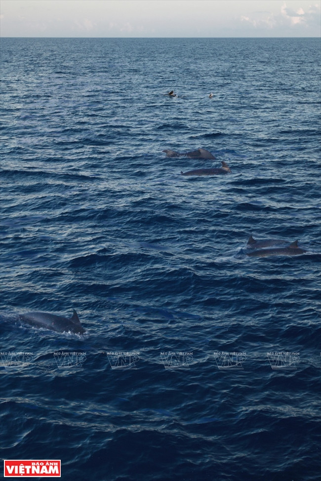 Un banco de delfines cerca de la isla de Truong Sa Dong.