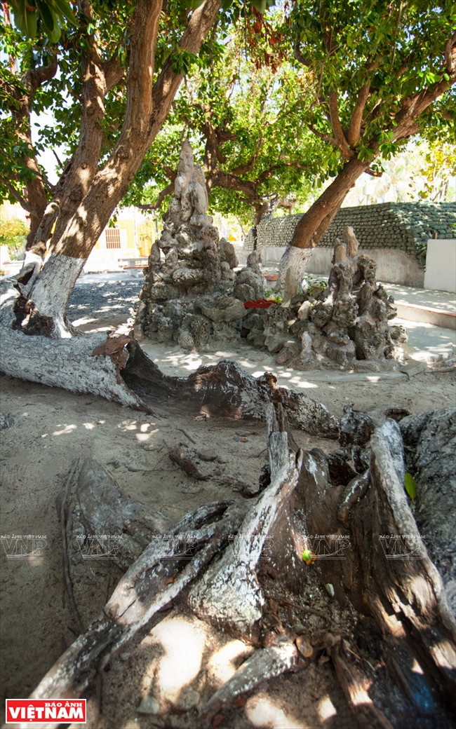 Los árboles mu u crecen fuertes en la isla de Nam Hai, a pesar del duro clima en el Mar del Este.