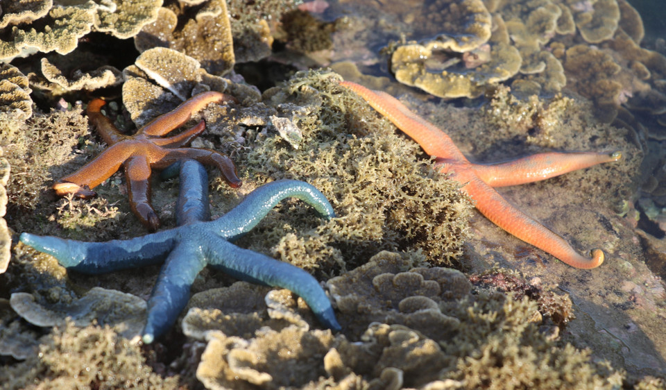 Los arrecifes de coral son el hogar de una variedad de vida marina pequeña (Fuente: VNA)