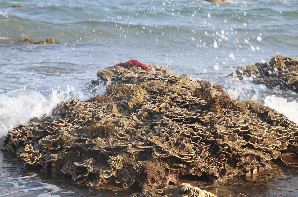 Cuando baje la marea, los corales expuestos de Hon Yen a menudo se ven afectados por las olas (Fuente: VNA)