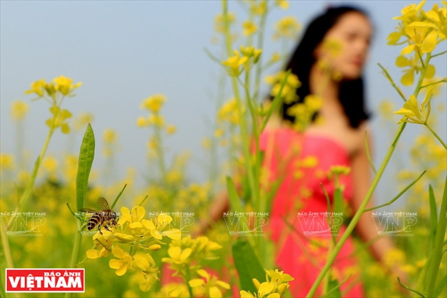 El color amarrrillo y el aroma floral atraen a abejas (Fuente: VNA)