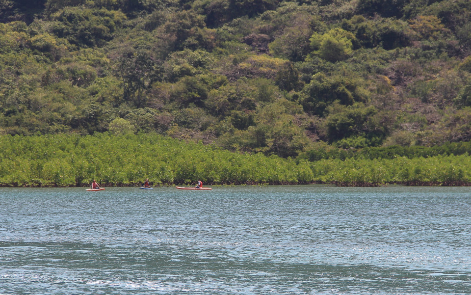 El bosque de mangles de Dam Bay en la ciudad de Nha Trang de la provincia de Khanh Hoa es un destino atractivo para los turistas (Fuente: VNA)