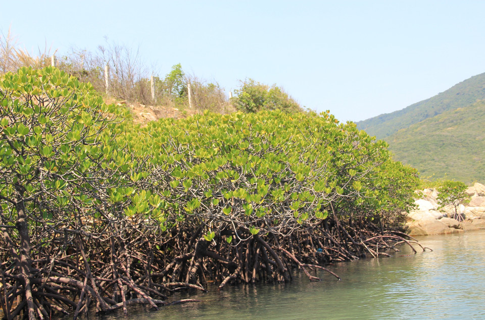 El bosque de mangles de Dam Bay, en la bahía de Nha Trang de la provincia survietnamita de Khanh Hoa, alberga numerosas especies de criaturas marinas de agua salada (Fuente: VNA)