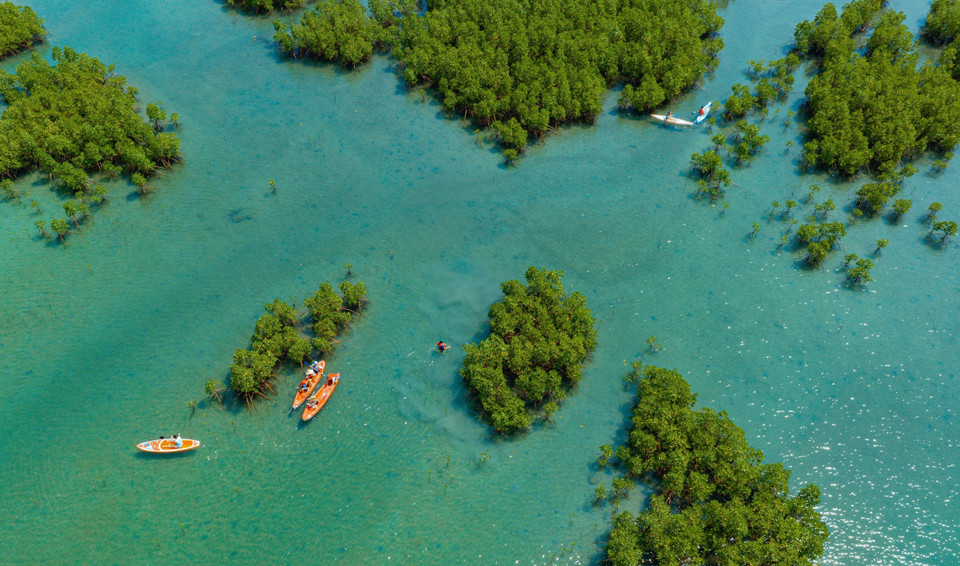 El bosque de mangles de Dam Bay, en la bahía de Nha Trang de la provincia survietnamita de Khanh Hoa, visto desde arriba (Fuente: VNA)