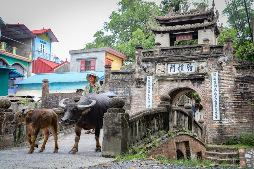 Cuando se menciona a Uoc Le, muchas personas recuerdan inmediatamente el famoso “Gio”, un plato vietnamita conocido también como embutido o salchicha, que surgió en la aldea hace unos 500 años. En Uoc Le existe un festival anual, en el que los aldeanos regresan al pueblo para reunirse y rendir homenaje a sus antepasados y aprovechan esa ocasión para hacer juntos los embutidos. No obstante, Uoc Le es también rica en tradiciones culturales, un típico 'museo' sobre un pueblo agrícola en la región norteña. En contraste con el bullicio y las obras modernas de la capital, la vetusta aldea de Uoc Le aún conserva las características antiguas y rústicas de un campo del norte con higueras, pozos y patios comunales. (Foto: Vietnam+)