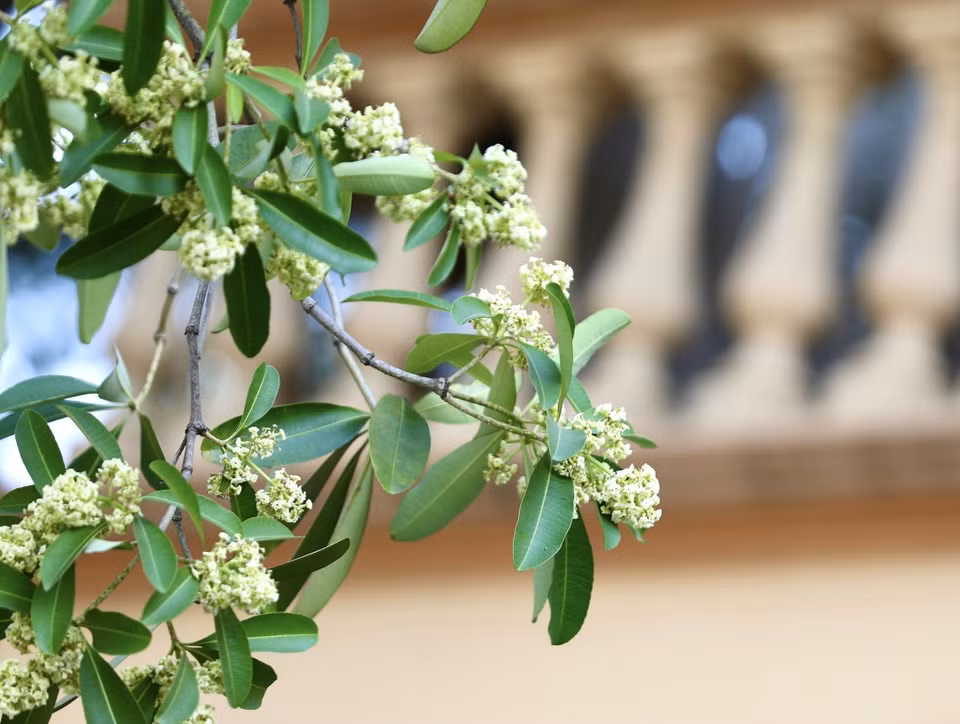 El aroma de las flores de Alstonia scholaris se esparce por las calles de Hanoi en esta ocasión (Foto: VNA)