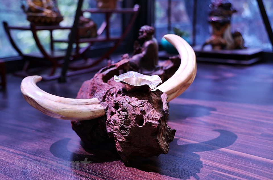 Con motivo del Año Lunar 2021 (Año del Buey), el artesano vietnamita Tran Tuoc ha lanzado la colección titulada “Jardín del Búfalo” con docenas de obras sobre el animal familiar en la cultura tradicional vietnamita y la producción agrícola. La recreación del autor Tran Tuoc también se inspiró en “Diez Toros” o “Diez imágenes de pastoreo de bueyes” (Thap Muc Nguu Do), una serie de poemas breves y dibujos que los acompañan utilizados en el budismo Zen para describir las etapas del progreso de un practicante hacia la iluminación, y su regreso a la sociedad para representar la sabiduría y la compasión (Fuente: Vietnam+)