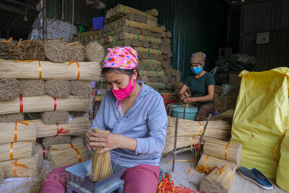 Como las varillas de incienso están hechas de bambú, los aldeanos de Quang Phu Cau consumen alrededor de 200 toneladas de ese material al día, que en su mayoría se transportan desde las provincias de Bac Kan, Lang Son, Thai Nguyen, en el norte, y Thanh Hoa, en el centro. Cada se aproxima el año nuevo lunar, los poblares de Quang Phu Cau trabajan al máximo para atender a la creciente demanda proveniente de todas las regiones del país. Desde un trabajo a tiempo parcial, el oficio ahora genera ingresos para casi tres mil hogares, lo que representa alrededor del 70 por ciento del total de familiares en la comuna. (Foto: Vietnam+) 