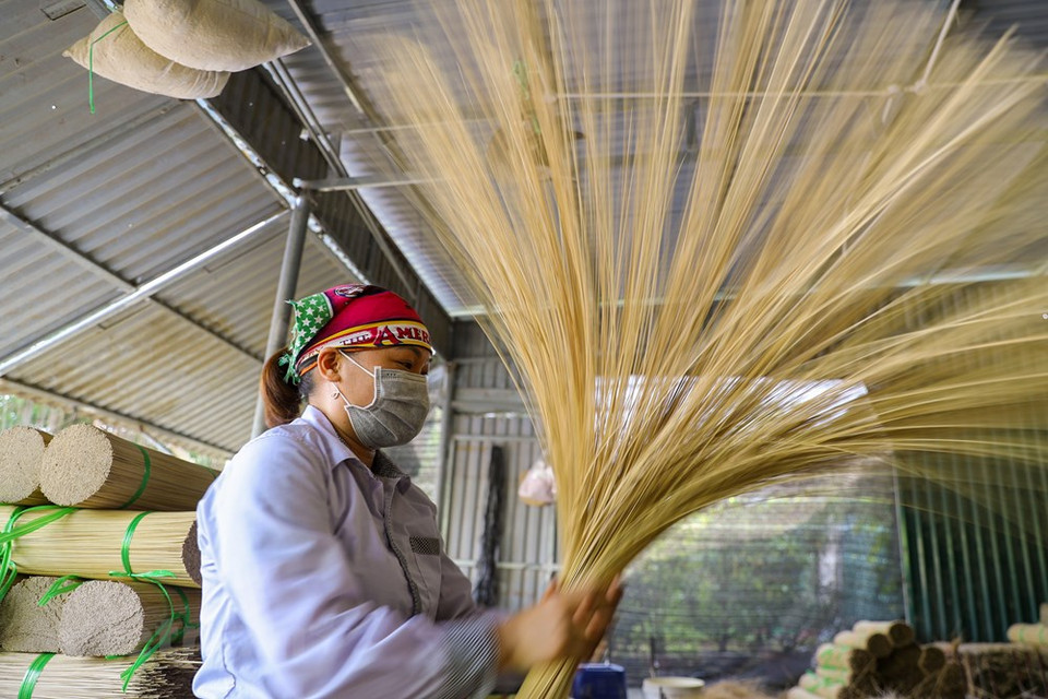La aldea de Quang Phu Cau se hizo famosa por la producción de inciensos hace muchos siglos. Las varitas de inciensos secadas bajo el sol cubren todos los rincones de la localidad con un rojo radiante, mientras los residentes locales trabajan con diligencia. Muchas familias en la aldea han preservado el oficio durante más de cien años y están muy orgullosas de la profesión. Anteriormente, la elaboración de inciensos se consideraba como un trabajo extra de los campesinos durante el tiempo libre de las faenas agrícolas. Hoy día, se ha convertido en un oficio y genera puestos de trabajo para muchos locales. El ingreso mensual de un aldeano suele duplicarse en la época del año nuevo lunar. (Foto: Vietnam+) 