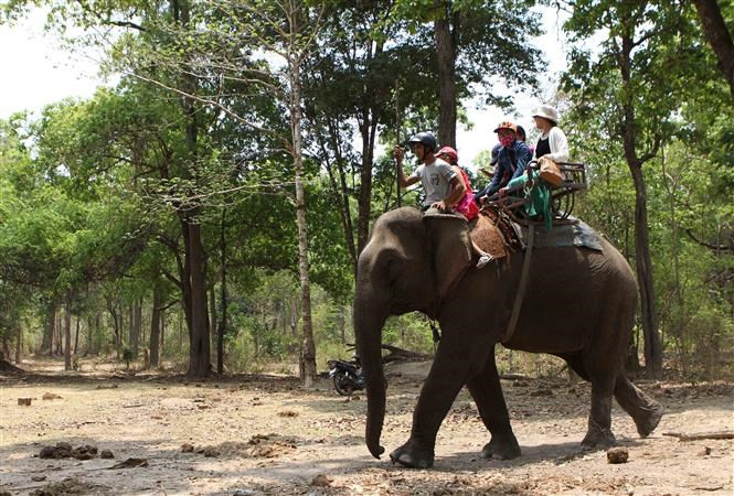 Paseos en elefantes en el Parque Nacional de Yok Don (Fuente: VNA)
