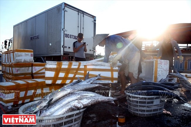 Pescado captado en Hai Hau. (Fuente: VNA)