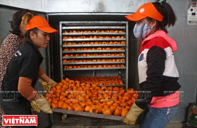Los caquis son colocados en un horno para el secado antes de ser colgados (Fuente: VNA)