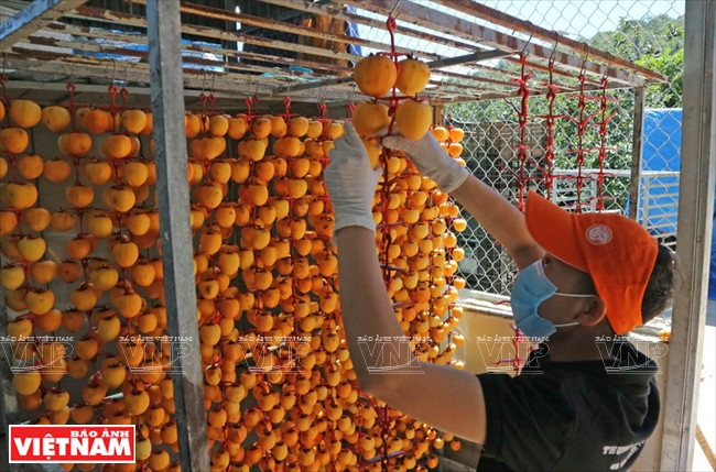 Luego atan un hilo al tallo superior de los caquis (Fuente: VNA)