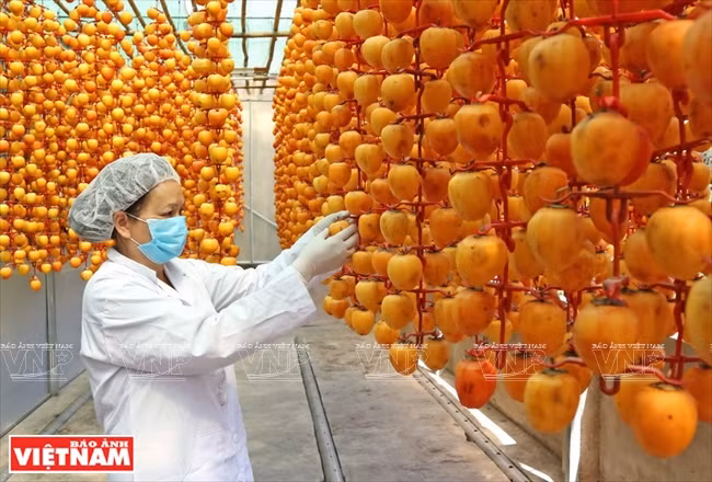 El procesamiento requiere de los trabajadores mucho cuidado (Fuente: VNA)