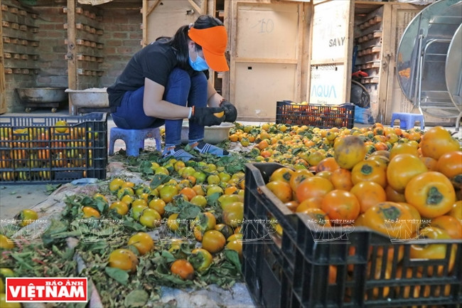 Después de la cosecha, se seleccionan las mejores frutas para el procesamiento (Fuente: VNA)