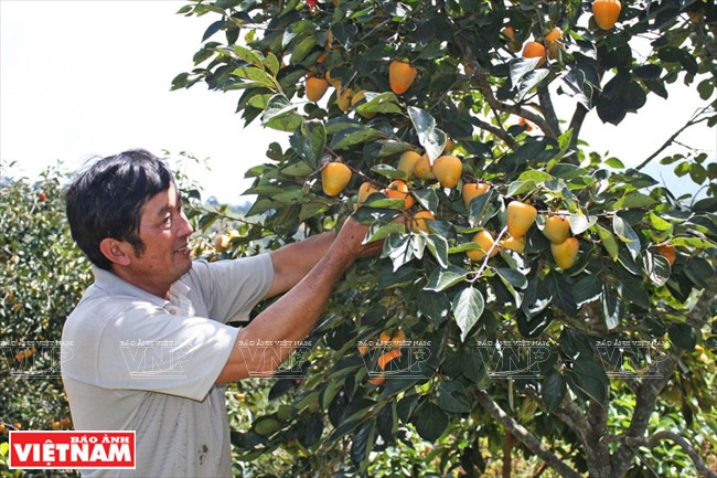 Las frutas frescas provienen de huertas en Da Lat (Fuente: VNA)