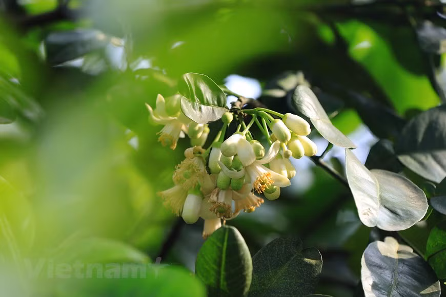 Las flores blancas embellecen las calles en Hanoi y gustan mucho a los lugareños para decorar sus casas o marinar el té (Foto: VNA)