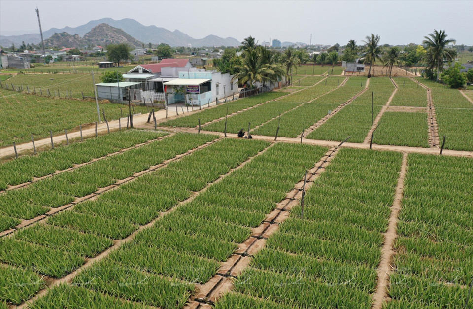 Vista panorámica de la zona de cultivo de aloe vera en Ninh Thuan. (Foto: Revista ilustrada de Vietnam)