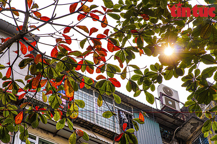 Los colores amarillo, rojo y verde de las hojas se mezclan en el cambio de estación, lo que crea una sensación de nostalgia. (Fuente: VNA)