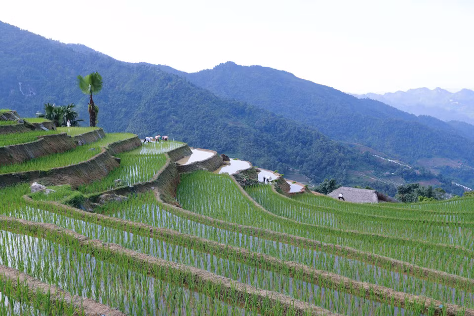 Los campos en terrazas en las montañas de la aldea de Xa Phin, comuna de Phuong Tien, distrito de Vi Xuyen. (Fuente: VNA)