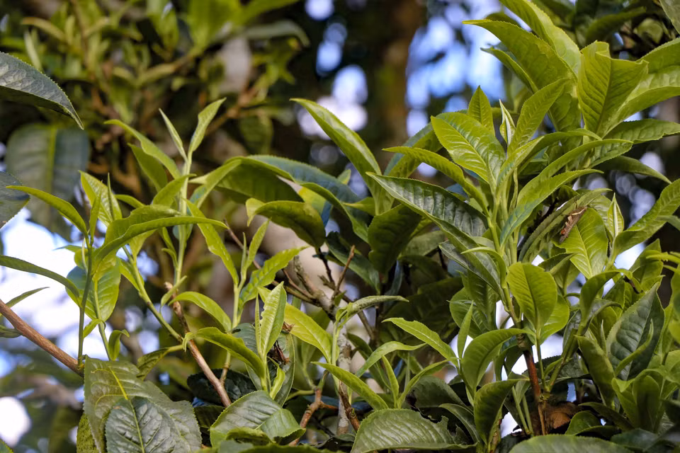 El té Shan Tuyet se caracteriza por grandes cogollos y hojas de té, de color verde oscuro, y la superficie de la hoja está cubierta de una fina pelusa. (Fuente: VNA)
