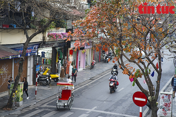 El follaje rojo y amarillo se entrelaza brillantemente en una esquina de la calle. (Fuente: VNA)