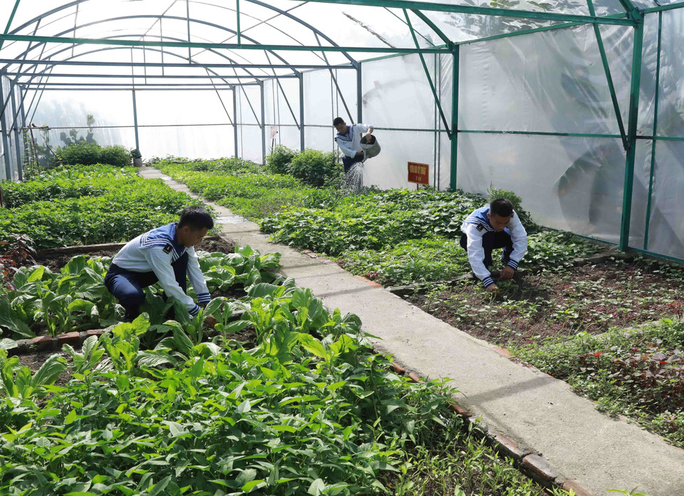Oficiales y soldados cultivan verduras en las islas en el distrito insular de Truong Sa. (Foto: VNA)