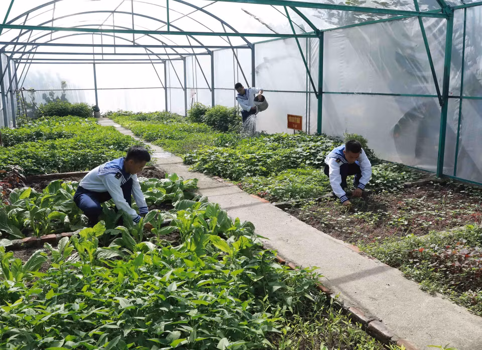 Oficiales y soldados cultivan verduras en las islas en el distrito insular de Truong Sa. (Foto: VNA)