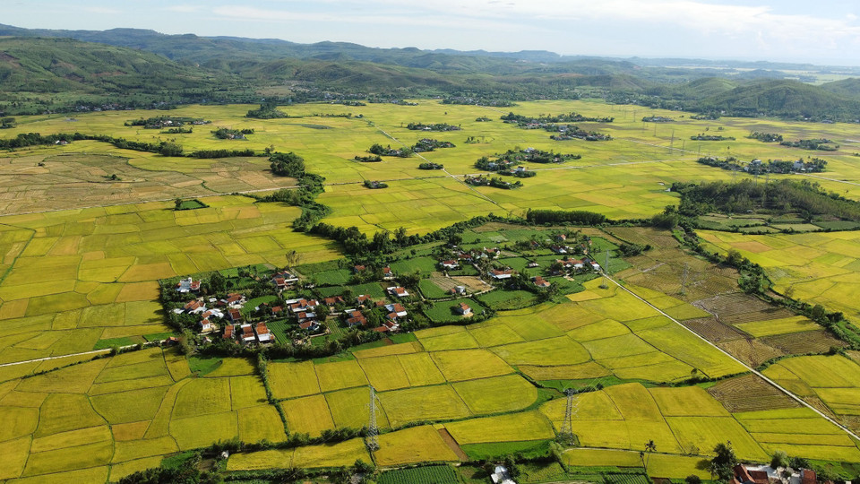 Campos de arroz en la comuna de Hoa Quang Bac, distrito de Phu Hoa, en la temporada de verano-otoño. (Foto: VNA)