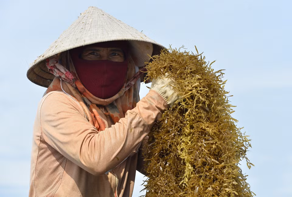 La cosecha de algas solo se lleva a cabo en 20 días. (Foto: VNA)