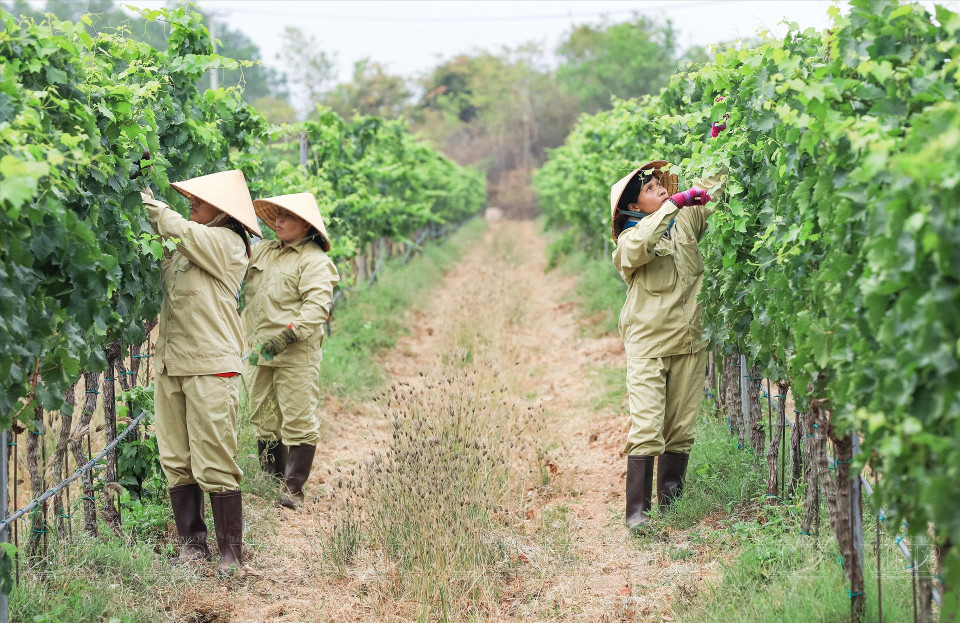 Los trabajadores de la empresa Lam Dong Food cuidan el viñedo de Sauvignon, una variedad de uva utilizada para producir vino blanco en Ninh Thuan. (Foto: Revista ilustrada de Vietnam)