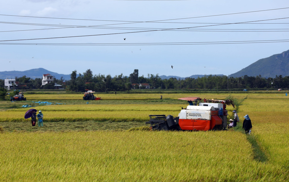 La gente del distrito de Tay Hoa cosecha arroz. (Foto: VNA)