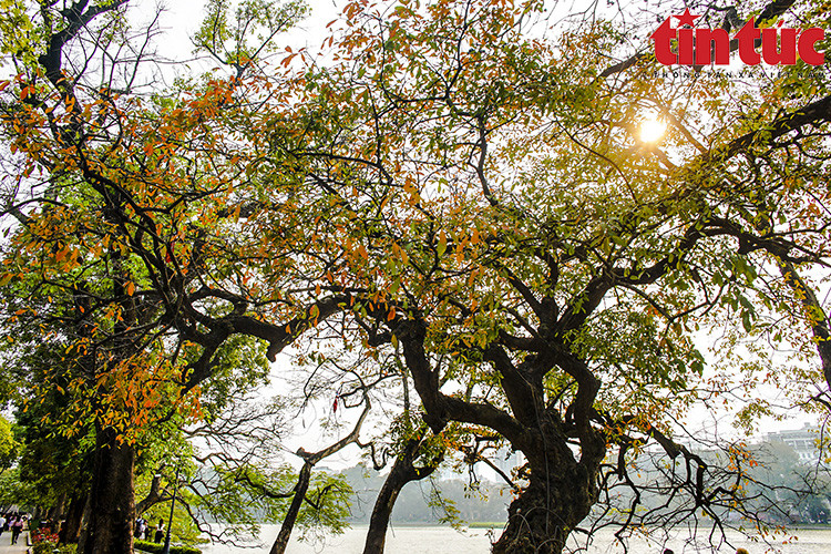 Las hojas amarillas y rojas comienzan a caer gradualmente para dar paso al dosel verde que da sombra a Hanoi en el verano. (Fuente: VNA)