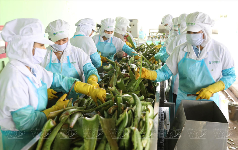 Procesamiento y clasificación de aloe vera en la empresa Canh dong Viet, provincia de Ninh Thuan. (Foto: Revista ilustrada de Vietnam)