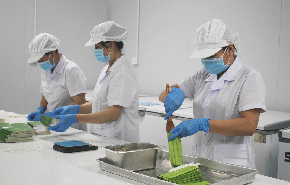 Los trabajadores producen té de loto en la empresa de producción, exportación e importación y comercio de servicios de Hali (Ninh Binh). (Foto: VNA)