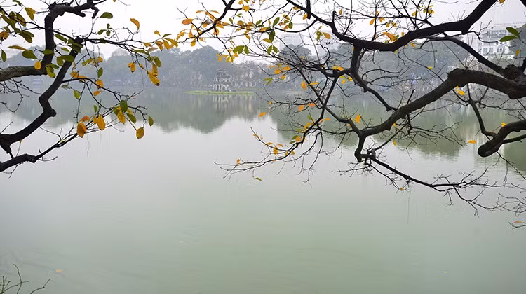 La Barringtonia acutangula es el árbol típico de Hanoi. (Fuente: VNA)