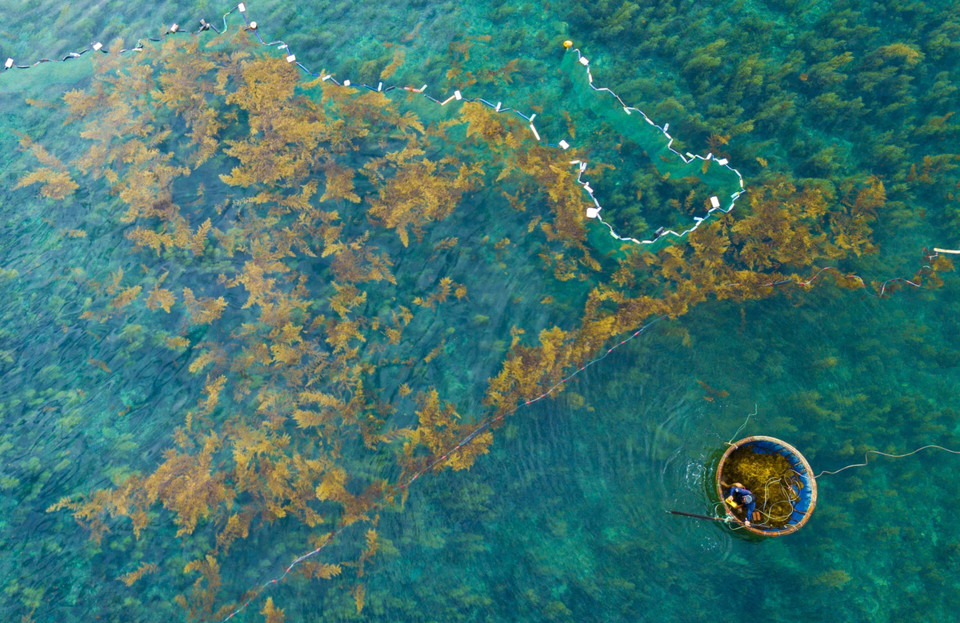 Los pescadores colocan sus trampas de red para recolectar algas sargassum y evitar que sean arrastradas por el agua del mar. (Foto: VNA)