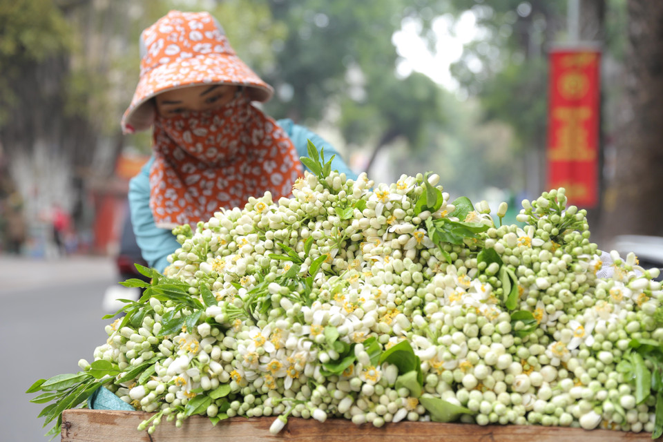 En la foto: Flores de pomelo (Foto: VNA)