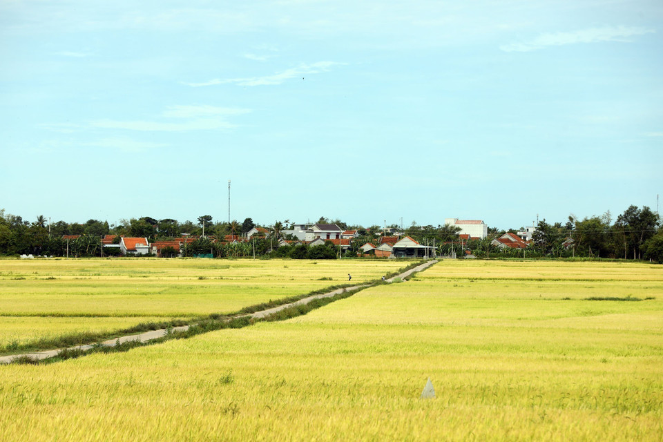 La imagen de los extensos campos de arroz atrae a los turistas cuando vienen a Phu Yen. (Foto: VNA)
