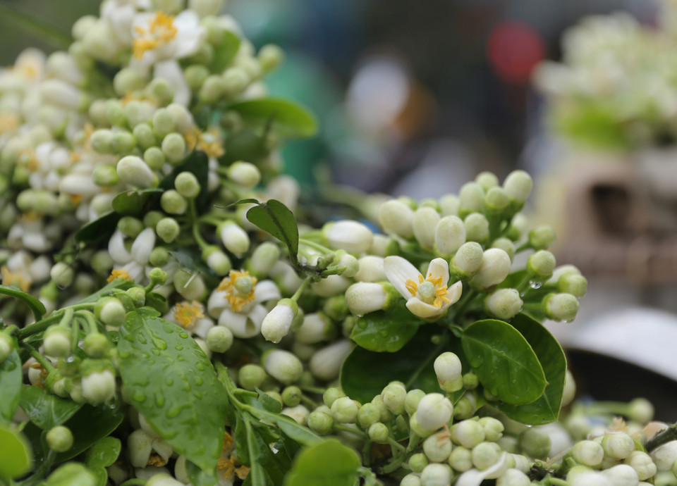 Las flores de pomelo destacan por su color blanco y aroma fragante, por lo que gozan de la preferencia de muchas personas (Foto: VNA)