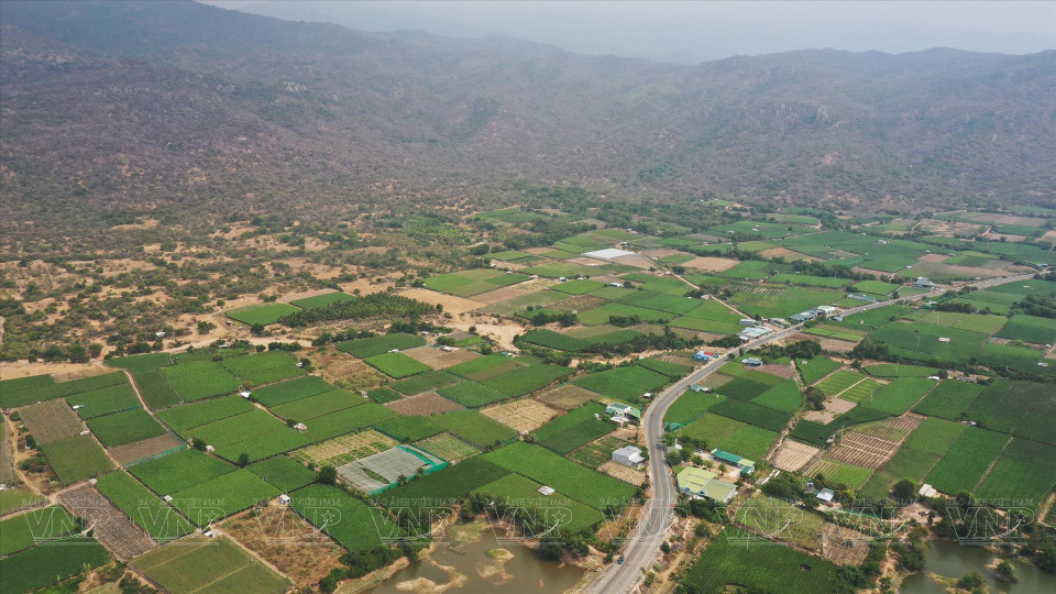 Área de cultivo de uva en la provincia de Ninh Thuan. (Foto: Revista ilustrada de Vietnam)