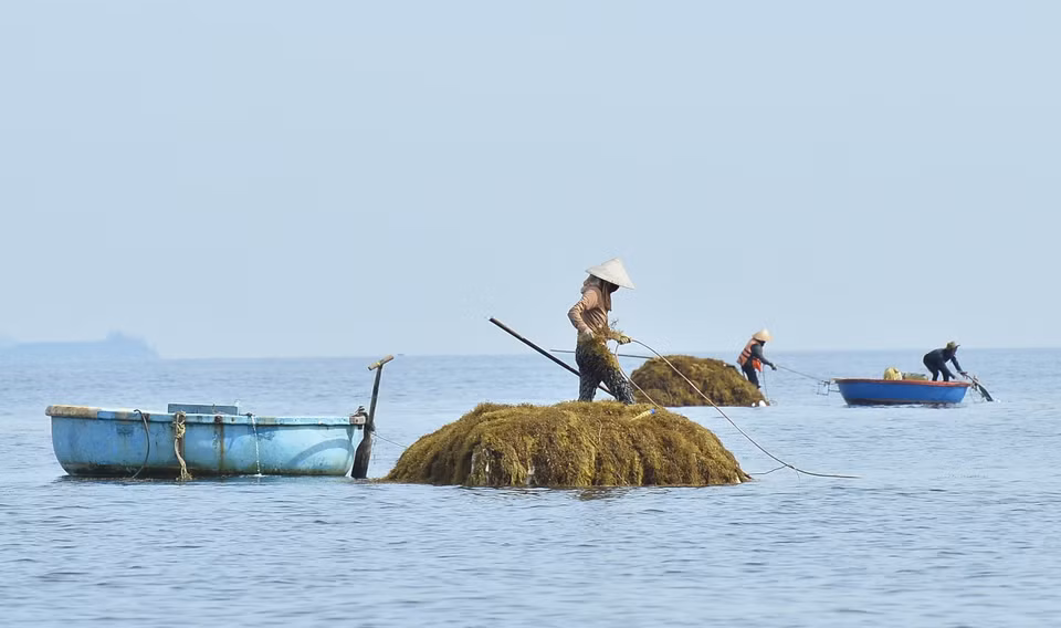 Desde las 5:00 horas de la mañana, los pescadores del pueblo de Chau Thuan Bien, comuna de Binh Chau, utilizan botes para explotar algas marinas. (Foto: VNA)